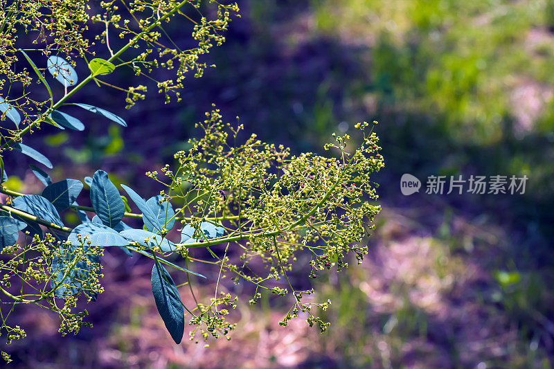Cotinus coggygria, rhus Cotinus，烟树，烟树，烟灌木，或染料漆树是一种开花植物。自然绿色和粉红色的花朵背景